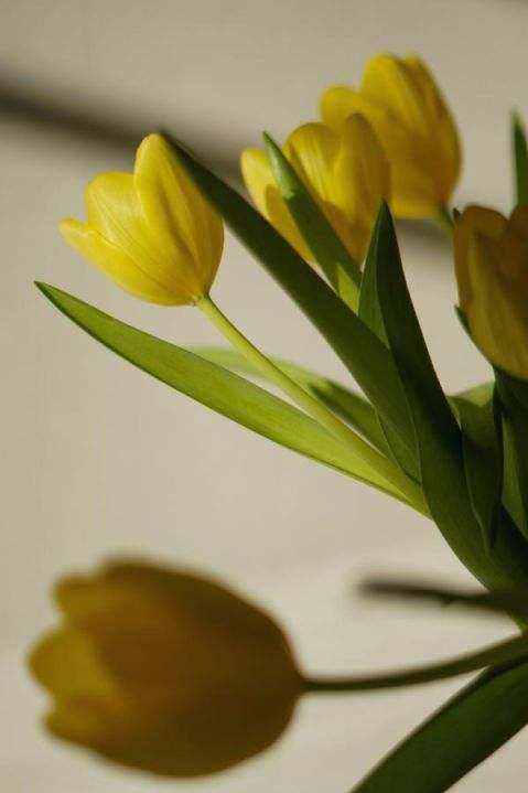 Native posy